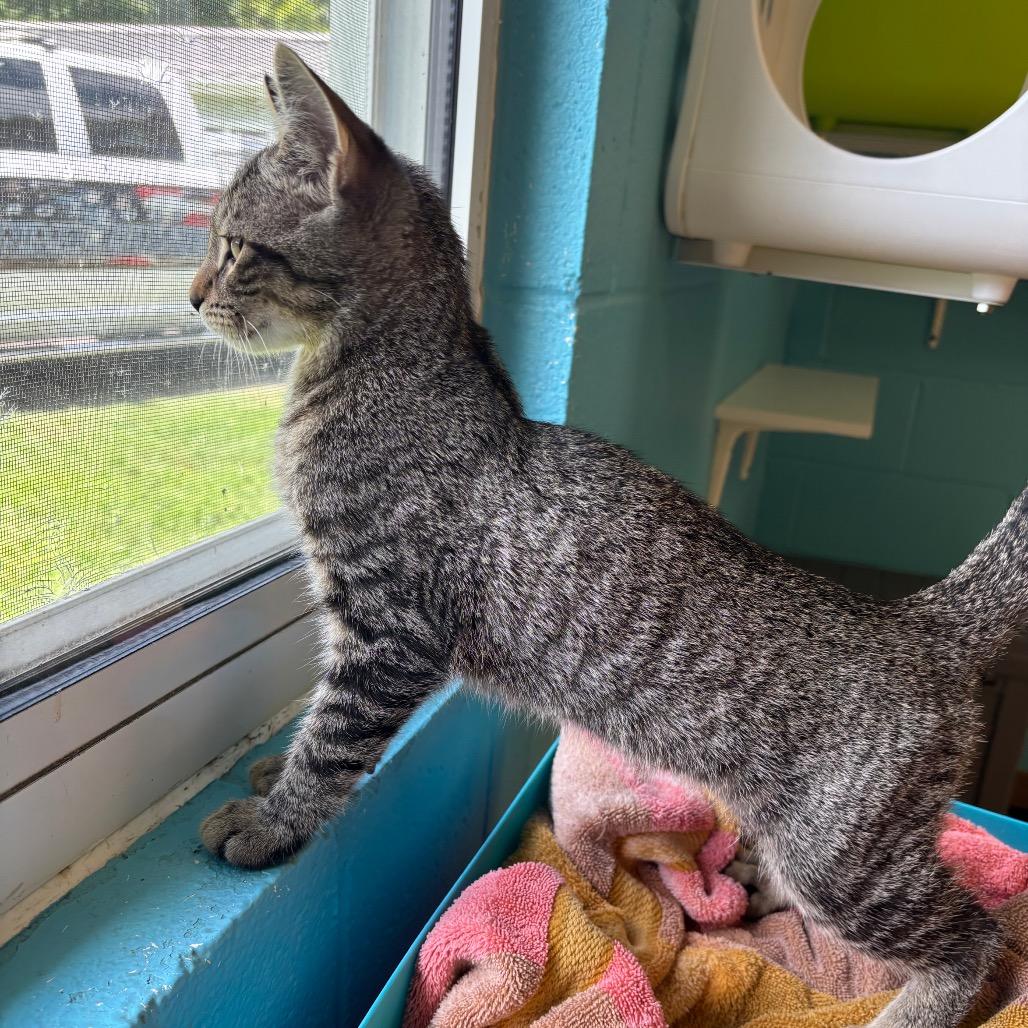 Enlarge Mercy, a Adoptable Domestic Short Hair in Roxboro, NC image 1/4