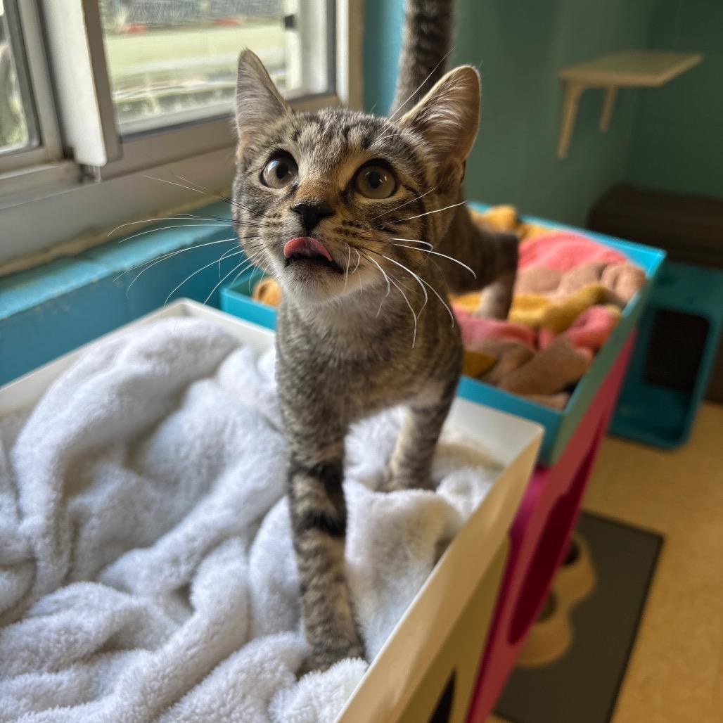 Enlarge Mercy, a Adoptable Domestic Short Hair in Roxboro, NC image 2/4