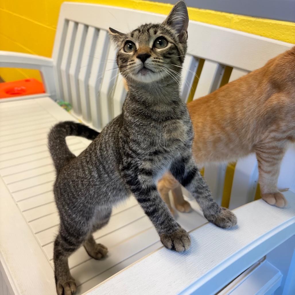 Enlarge Mercy, a Adoptable Domestic Short Hair in Roxboro, NC image 3/4