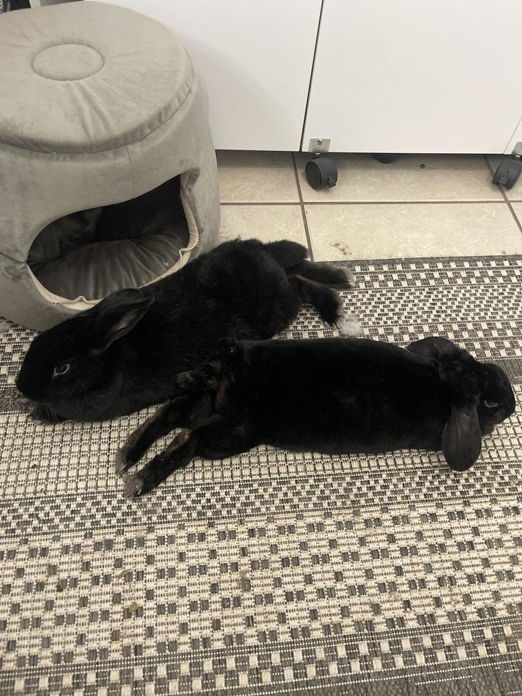 Flopsy and Moonlight, Adoptable, Adult Female Rex & Havana.