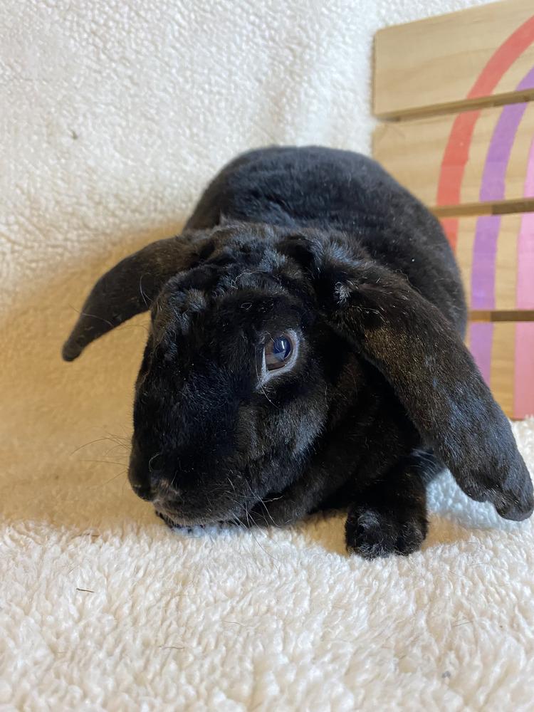 Enlarge Flopsy and Moonlight, a Adoptable mixed breed in Naples, FL image 2/6