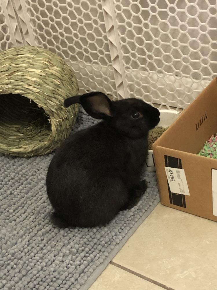 Enlarge Flopsy and Moonlight, a Adoptable mixed breed in Naples, FL image 3/6