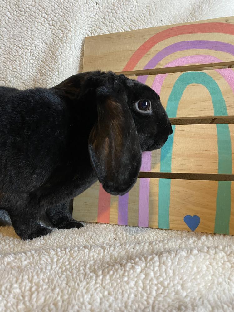 Enlarge Flopsy and Moonlight, a Adoptable mixed breed in Naples, FL image 5/6