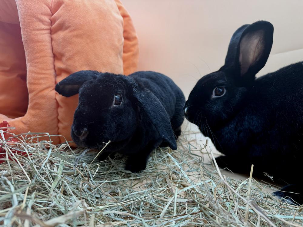 Enlarge Flopsy and Moonlight, a Adoptable mixed breed in Naples, FL image 2/6