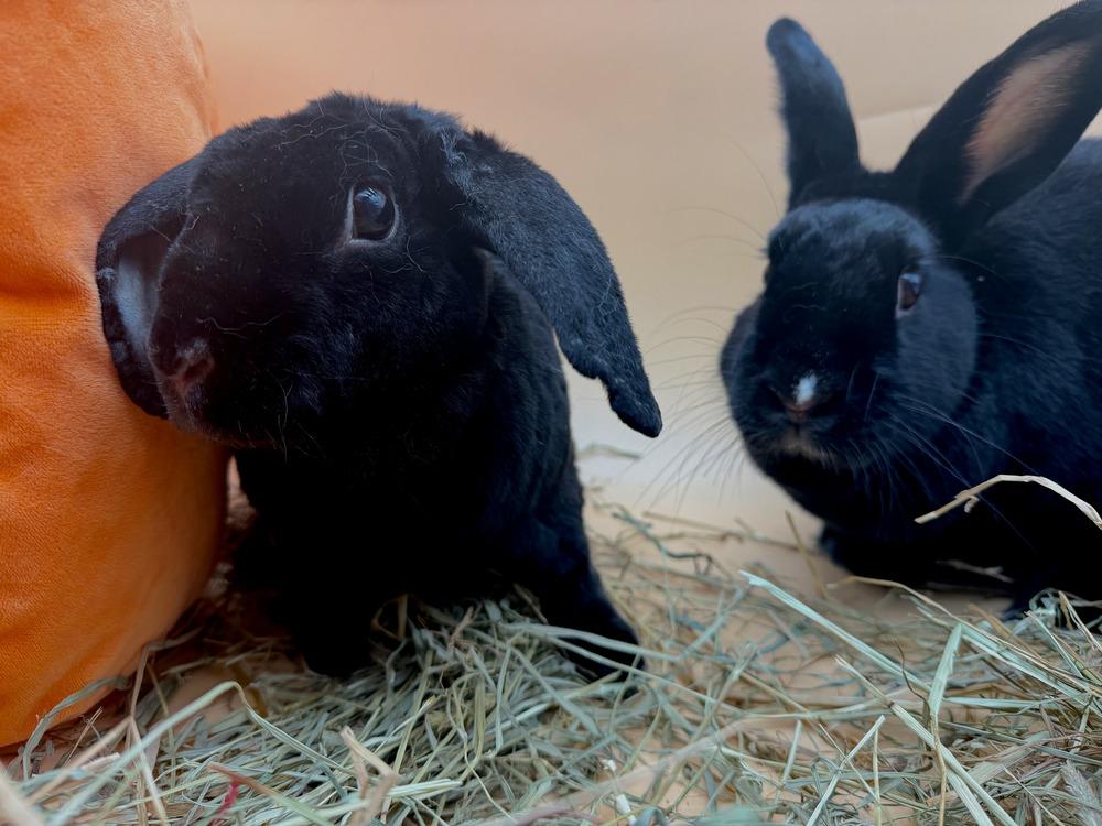 Enlarge Flopsy and Moonlight, a Adoptable mixed breed in Naples, FL image 3/6
