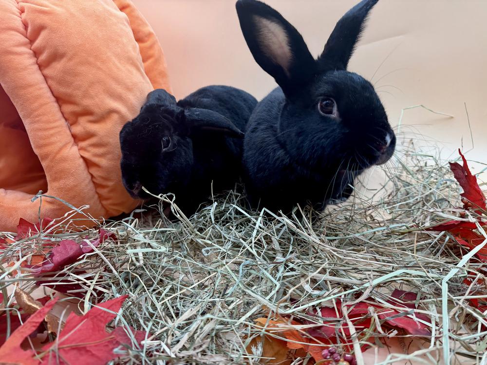 Enlarge Flopsy and Moonlight, a Adoptable mixed breed in Naples, FL image 4/6