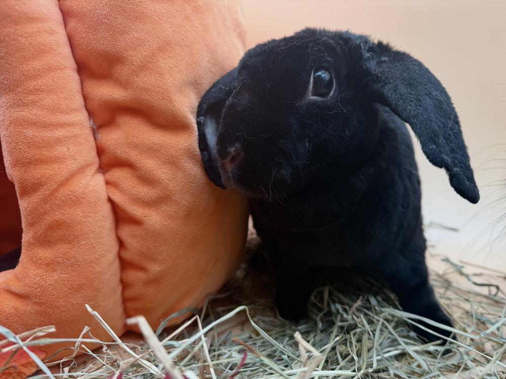 Enlarge Flopsy and Moonlight, a Adoptable mixed breed in Naples, FL image 5/6