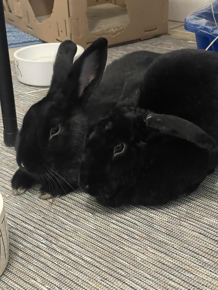 Enlarge Flopsy and Moonlight, a Adoptable mixed breed in Naples, FL image 6/6