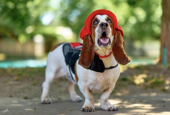 Gus (West Sacramento), a Adoptable Basset Hound in Petaluma, CA image 1/3