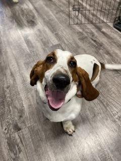 Gus (West Sacramento), a Adoptable Basset Hound in Petaluma, CA image 2/3