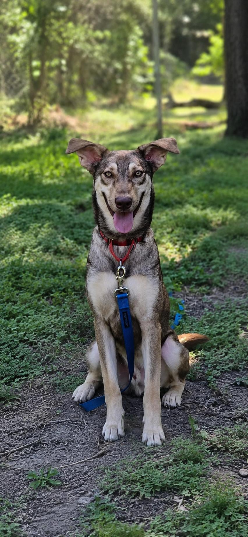 Enlarge Enzo, a Adoptable mixed breed in Grove City, OH image 5/6