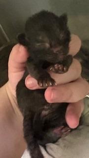 Darla, Adoptable, Kitten Female Domestic Short Hair.