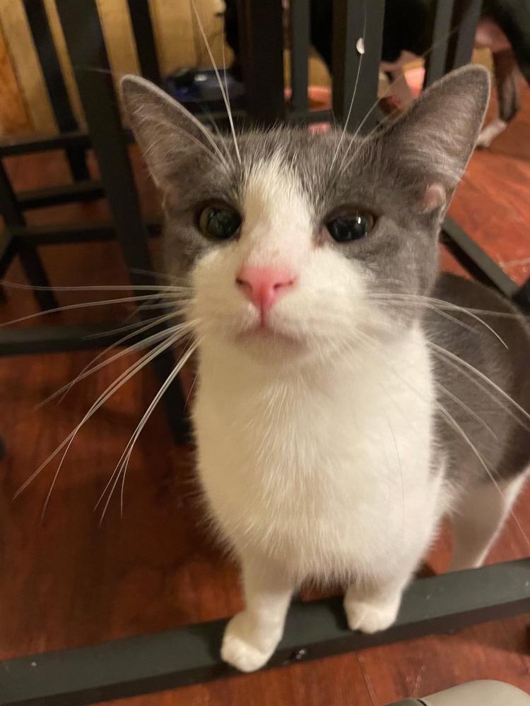 Cotton, Adoptable, Kitten Male Domestic Short Hair.