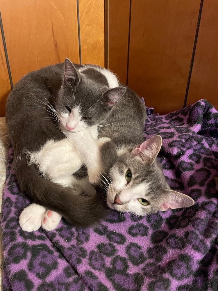 Cotton, Adoptable, Kitten Male Domestic Short Hair.