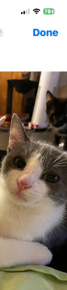 Enlarge Cotton, a Adoptable Domestic Short Hair in Kannapolis, NC image 2/4