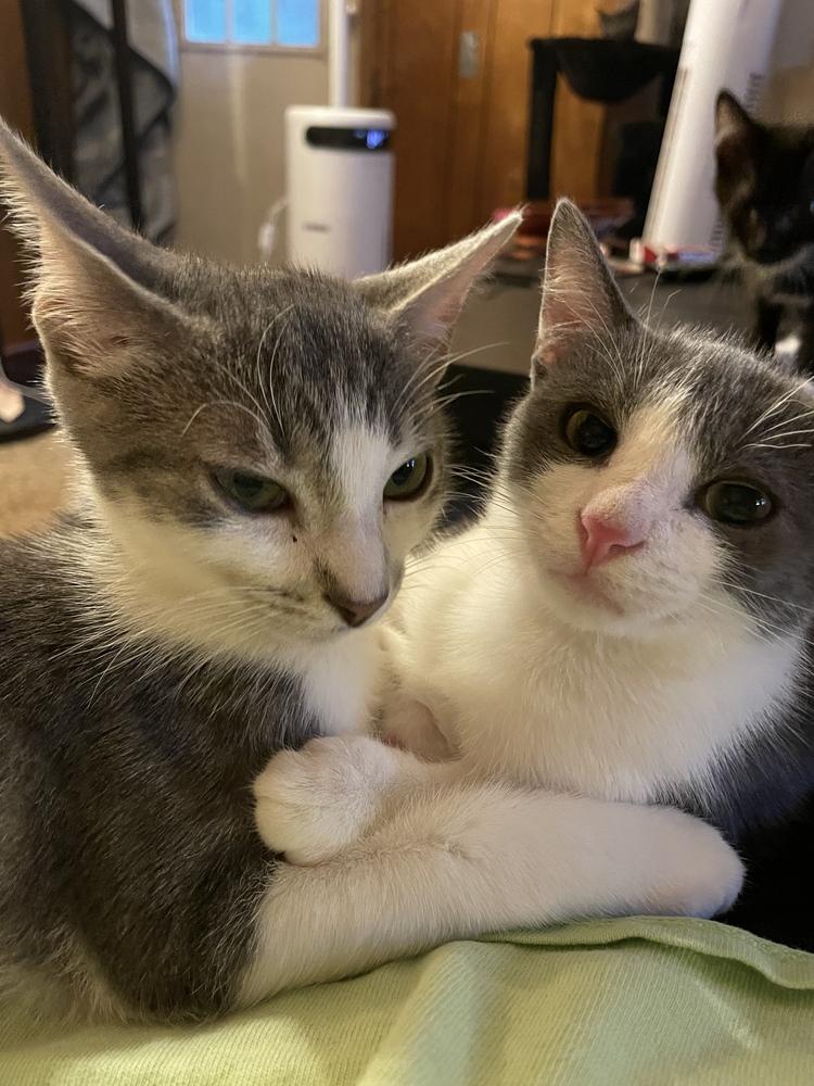 Enlarge Cotton, a Adoptable Domestic Short Hair in Kannapolis, NC image 3/4