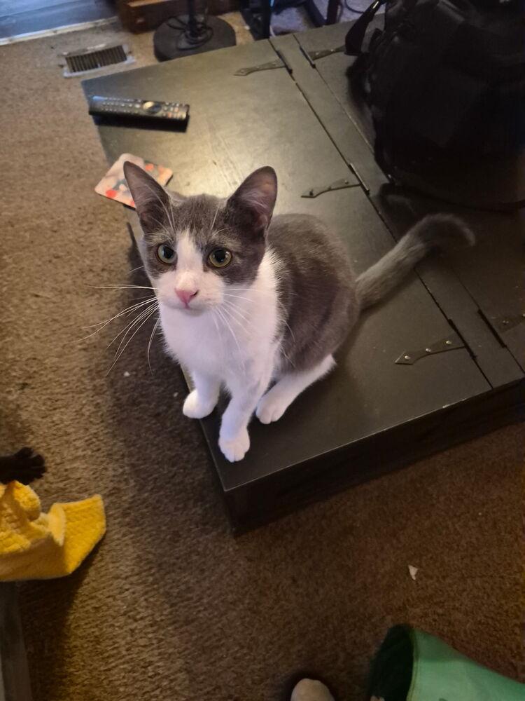 Enlarge Cotton, a Adoptable Domestic Short Hair in Kannapolis, NC image 4/4