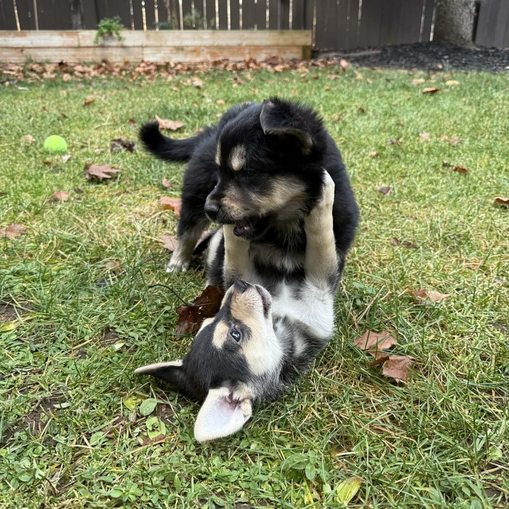 Taylor - Cookie (Marigold Puppy 2), Adoptable, Puppy Female Shepherd & Mixed Breed.