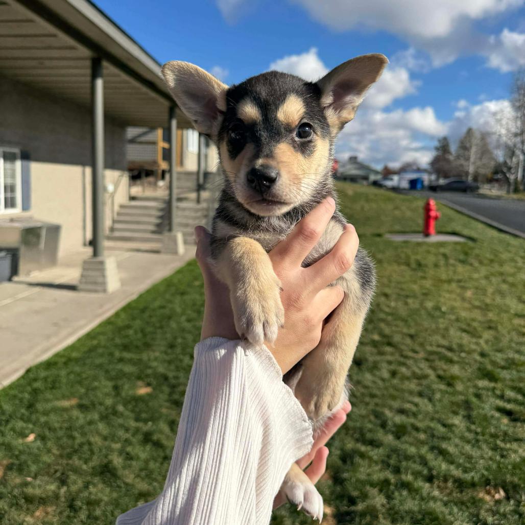 Enlarge Taylor - Cookie (Marigold Puppy 2), a Adoptable mixed breed in Bend, OR image 2/6