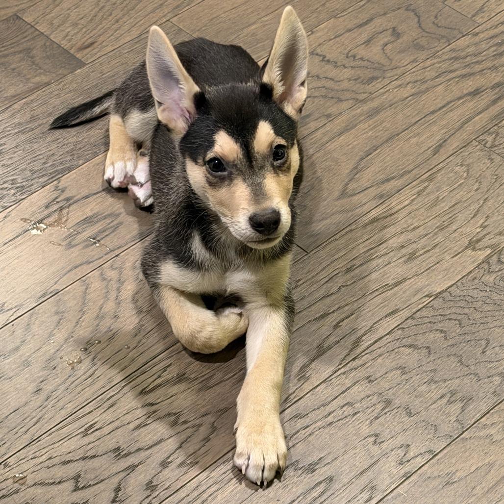 Enlarge Taylor - Cookie (Marigold Puppy 2), a Adoptable mixed breed in Bend, OR image 3/6