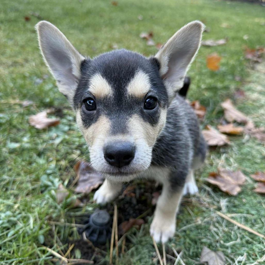 Enlarge Taylor - Cookie (Marigold Puppy 2), a Adoptable mixed breed in Bend, OR image 4/6