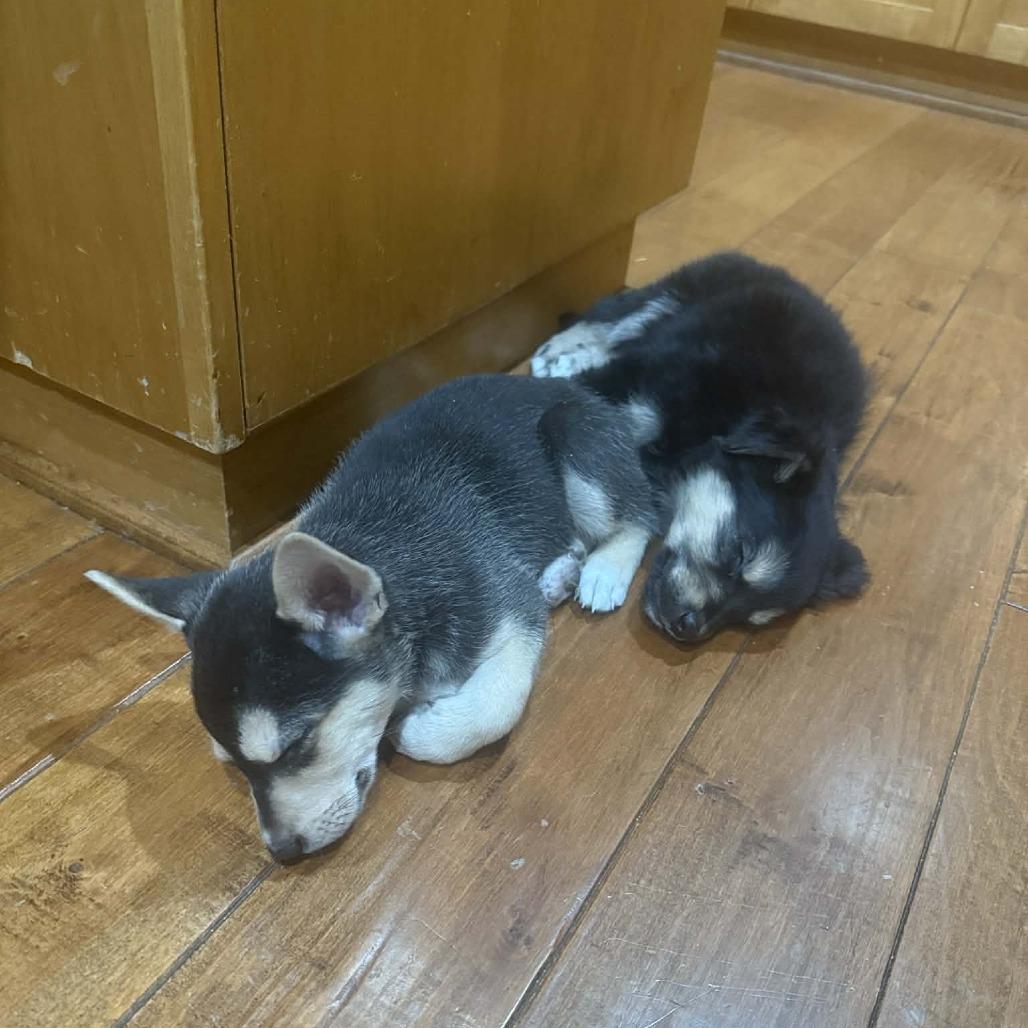 Enlarge Taylor - Cookie (Marigold Puppy 2), a Adoptable mixed breed in Bend, OR image 5/6