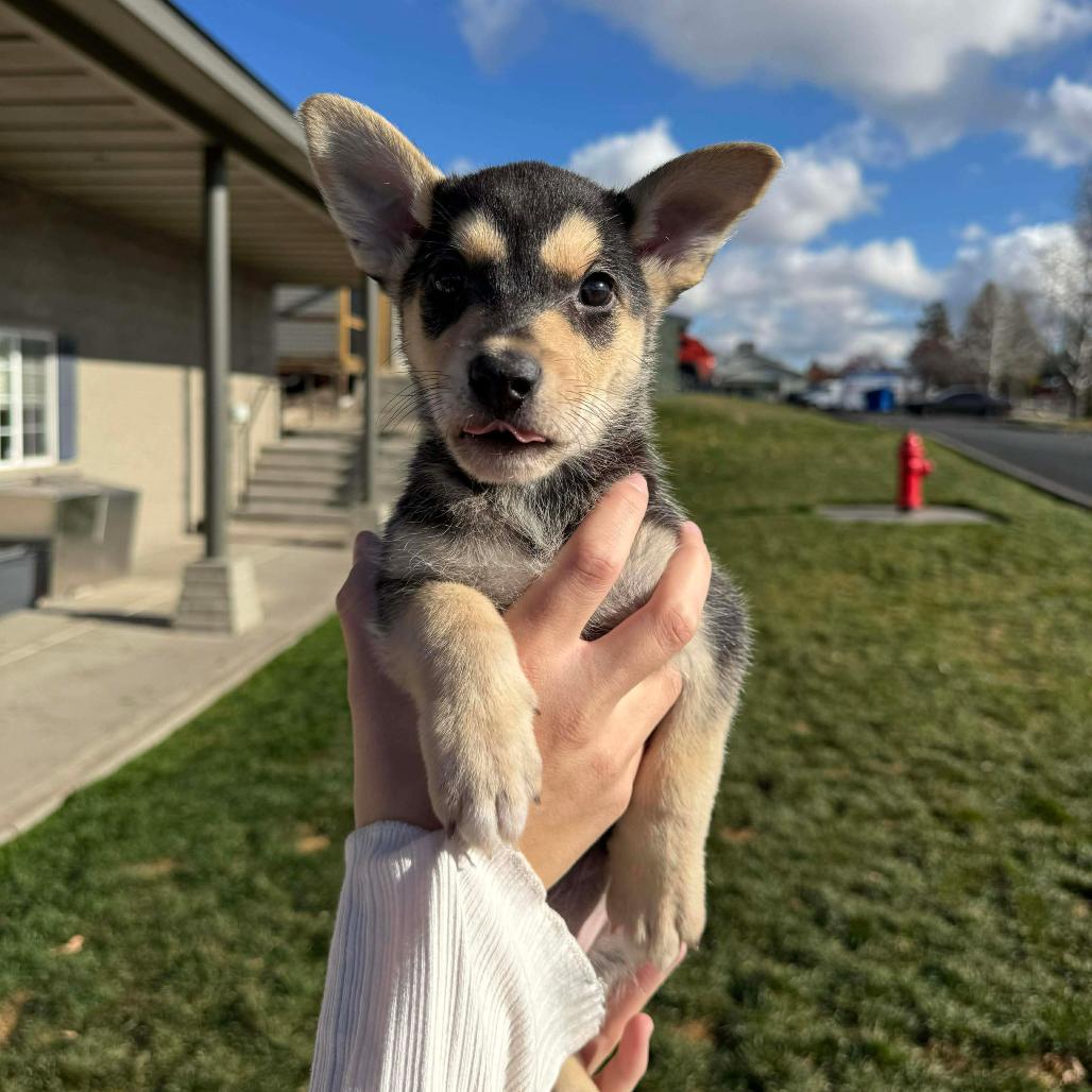 Enlarge Taylor - Cookie (Marigold Puppy 2), a Adoptable mixed breed in Bend, OR image 6/6