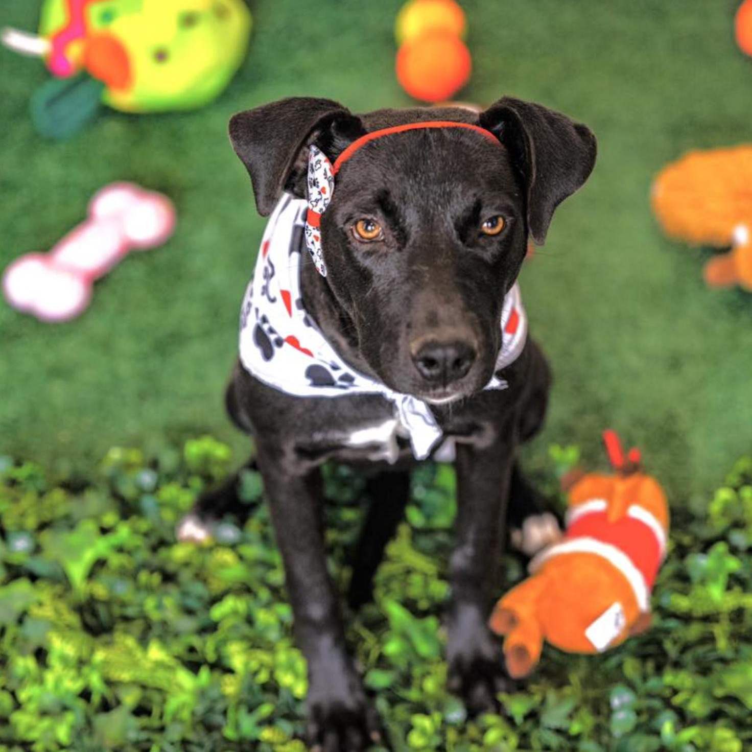 Macarena — thumbnail 2