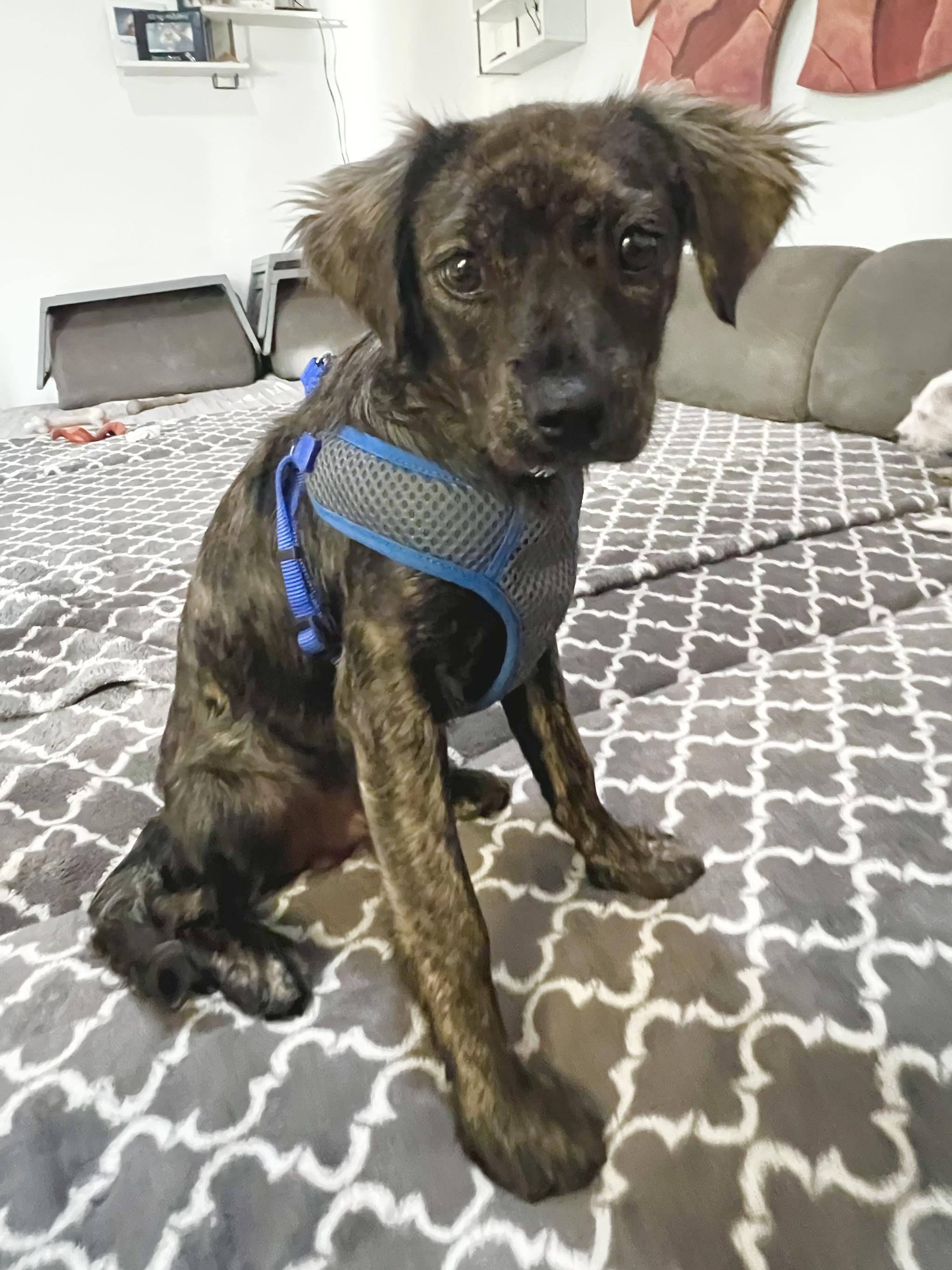Jasper, an adopted mixed breed in san ramon, CA image 1/2
