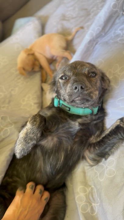 Enlarge Jasper, an adopted mixed breed in san ramon, CA video 2/2