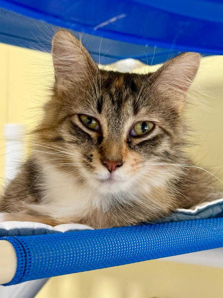 Jessa, Adoptable, Young Female Domestic Long Hair.