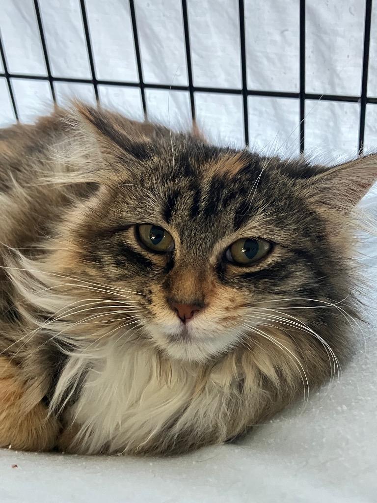 Enlarge Jessa, a Adoptable mixed breed in Lunenburg, MA image 1/2