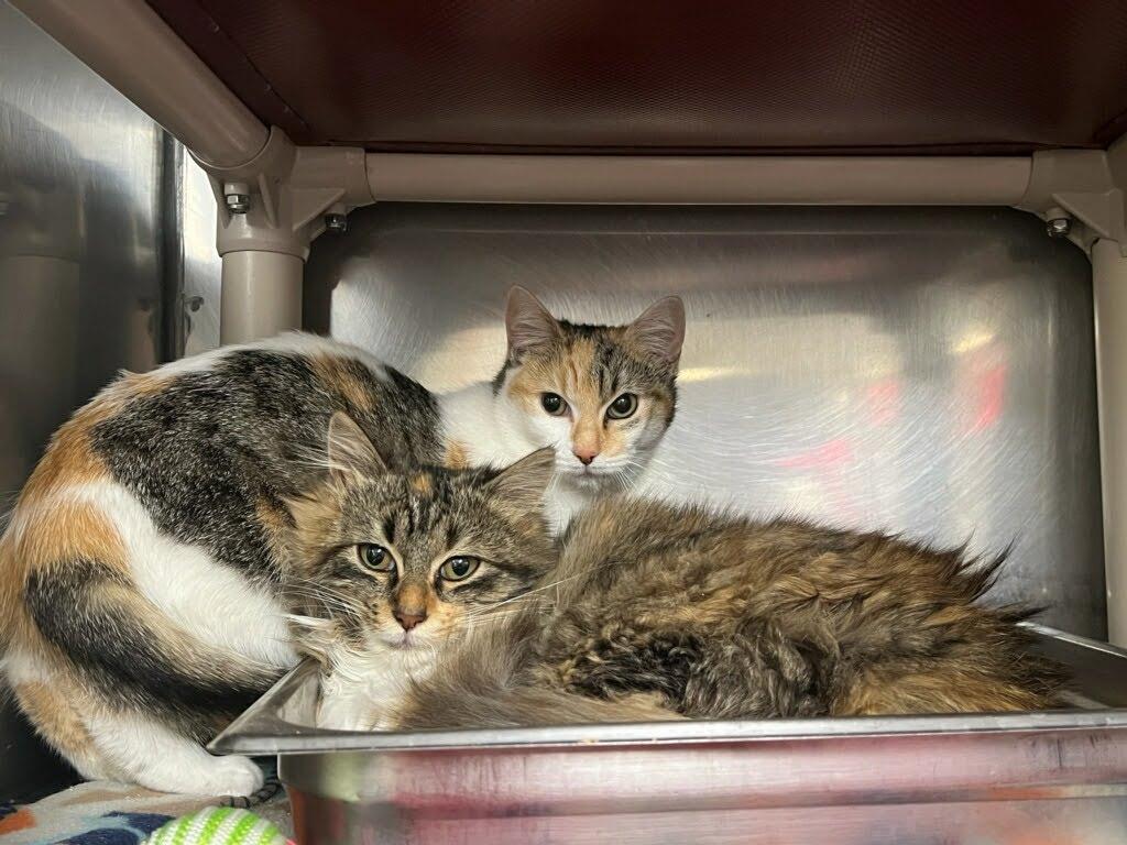 Enlarge Jessa, a Adoptable mixed breed in Lunenburg, MA image 2/2