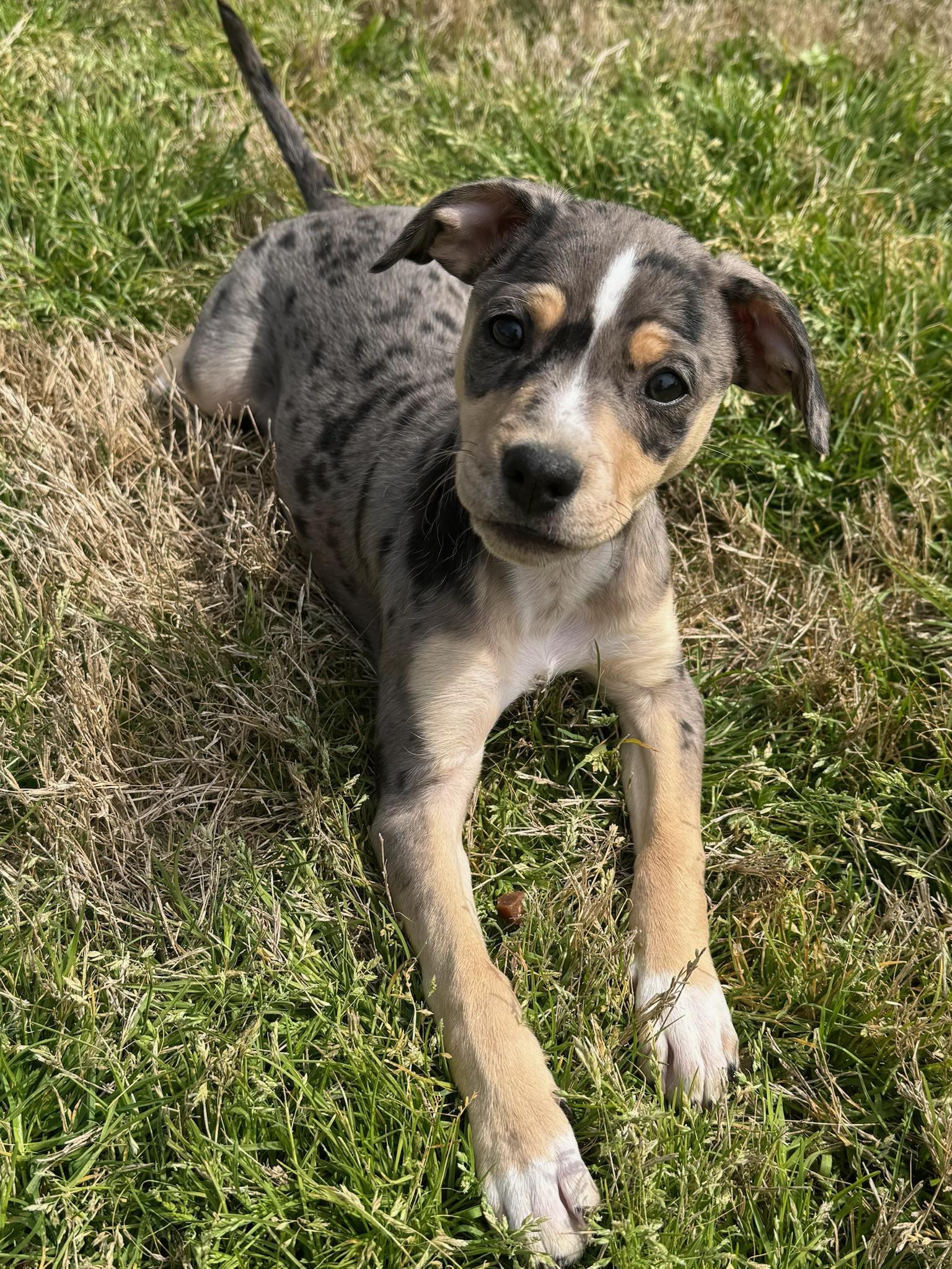 Enlarge Sprinkles, a Adoptable mixed breed in Monroeville , PA image 4/6