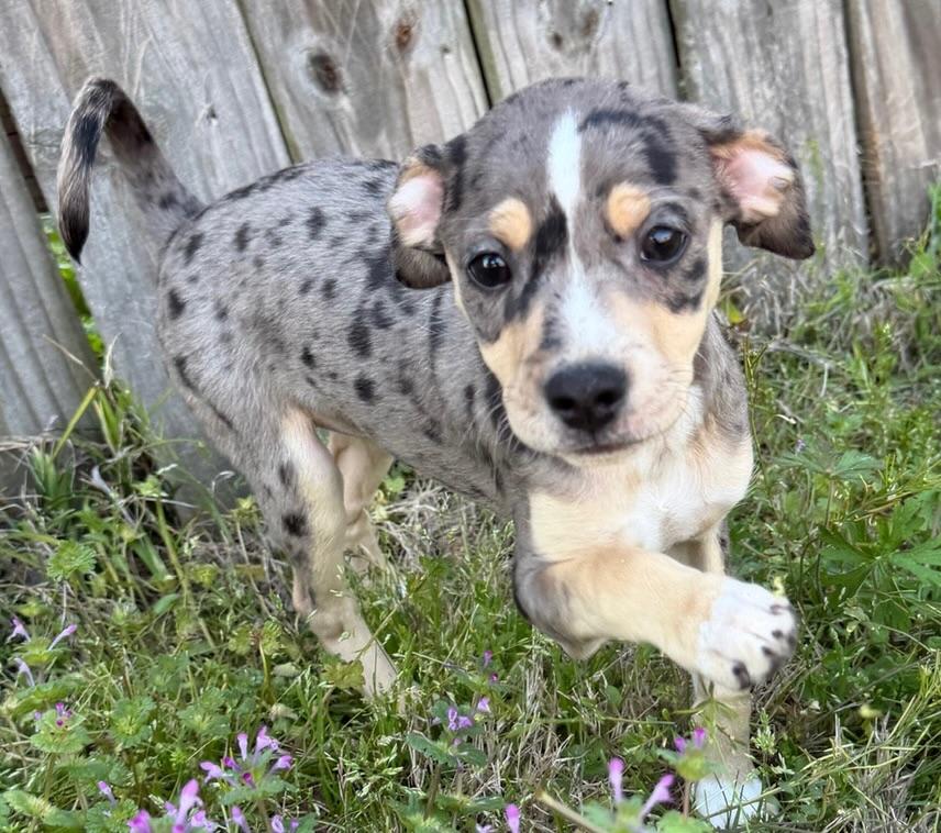 Enlarge Sprinkles, a Adoptable mixed breed in Monroeville , PA image 2/6