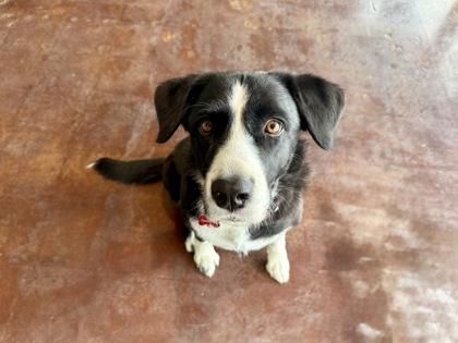 Cowgirl, a Adoptable mixed breed in San Antonio, TX image 1/3