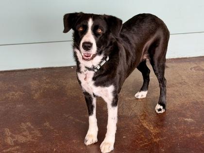 Cowgirl, a Adoptable mixed breed in San Antonio, TX image 2/3