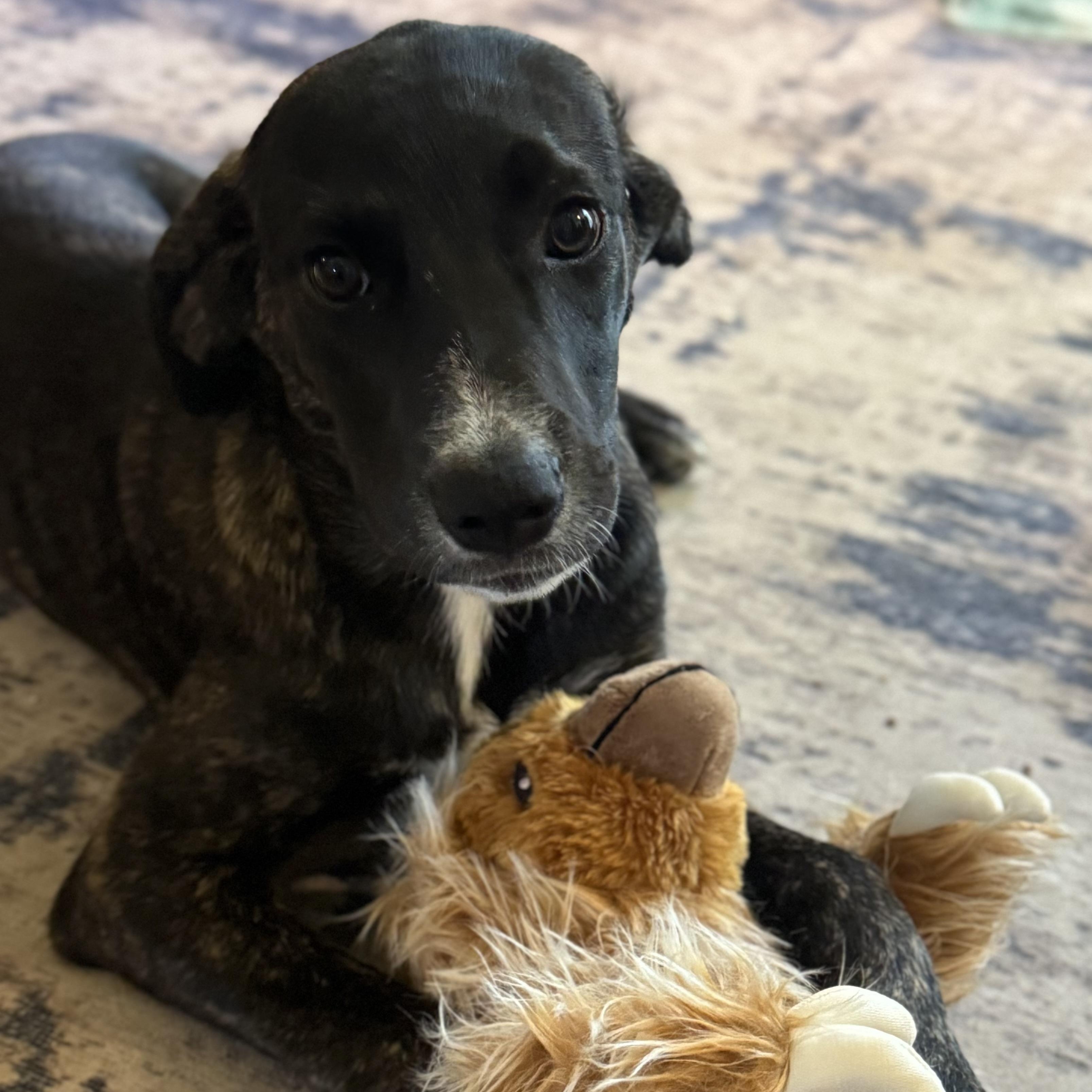 Enlarge Pecan, a Adoptable mixed breed in Lockport, IL image 3/5