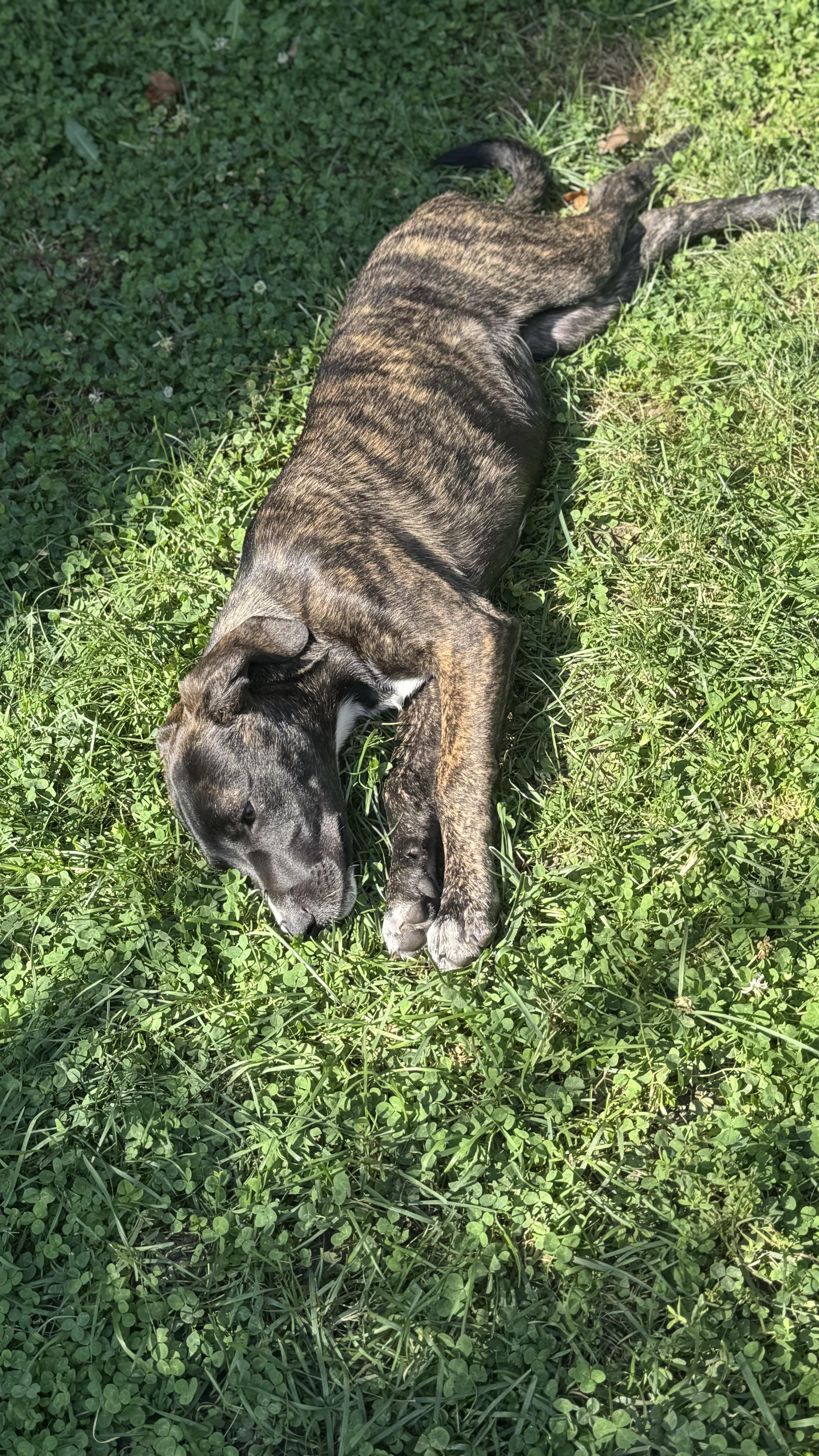 Enlarge Pecan, a Adoptable mixed breed in Lockport, IL image 4/5