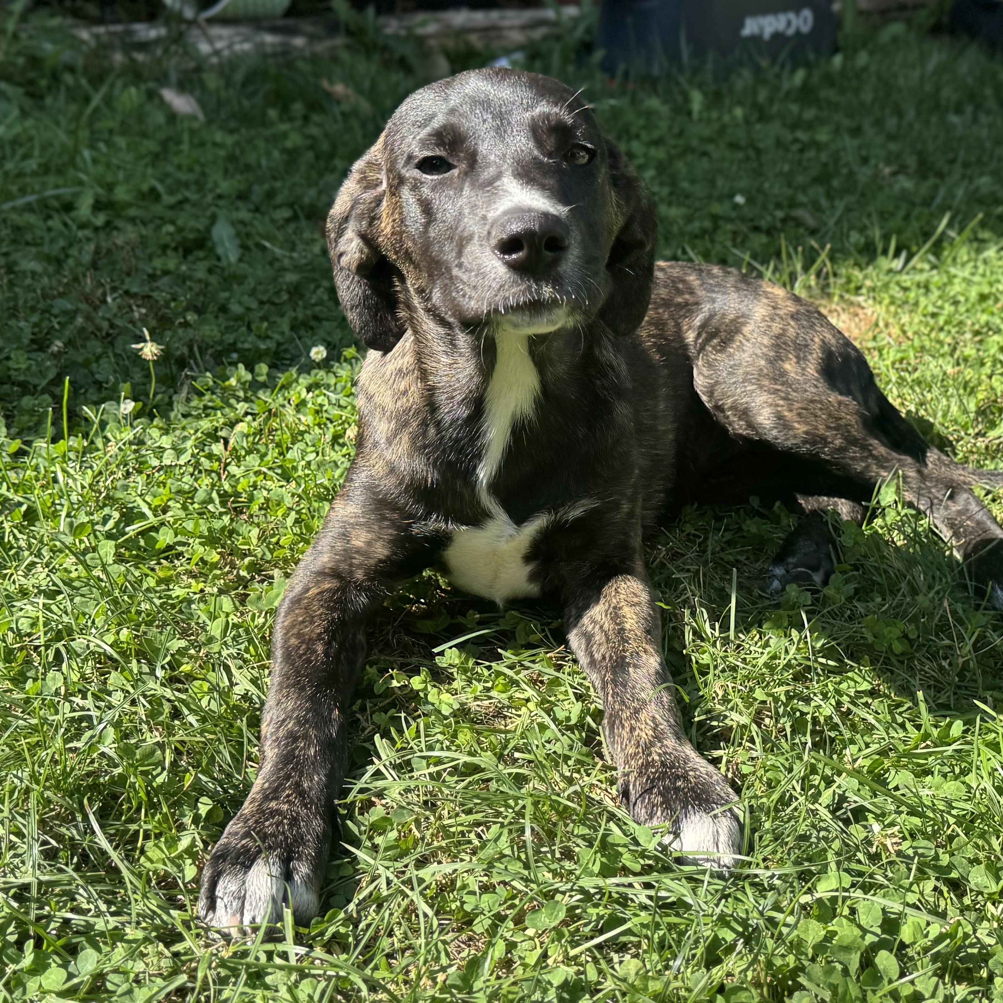 Enlarge Pecan, a Adoptable mixed breed in Lockport, IL image 2/5
