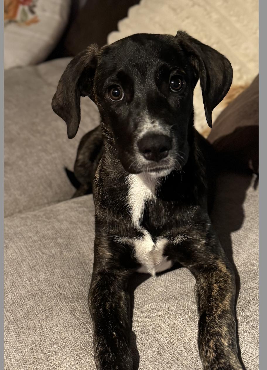 Pecan, Adoptable, Young Female Retriever & Terrier.