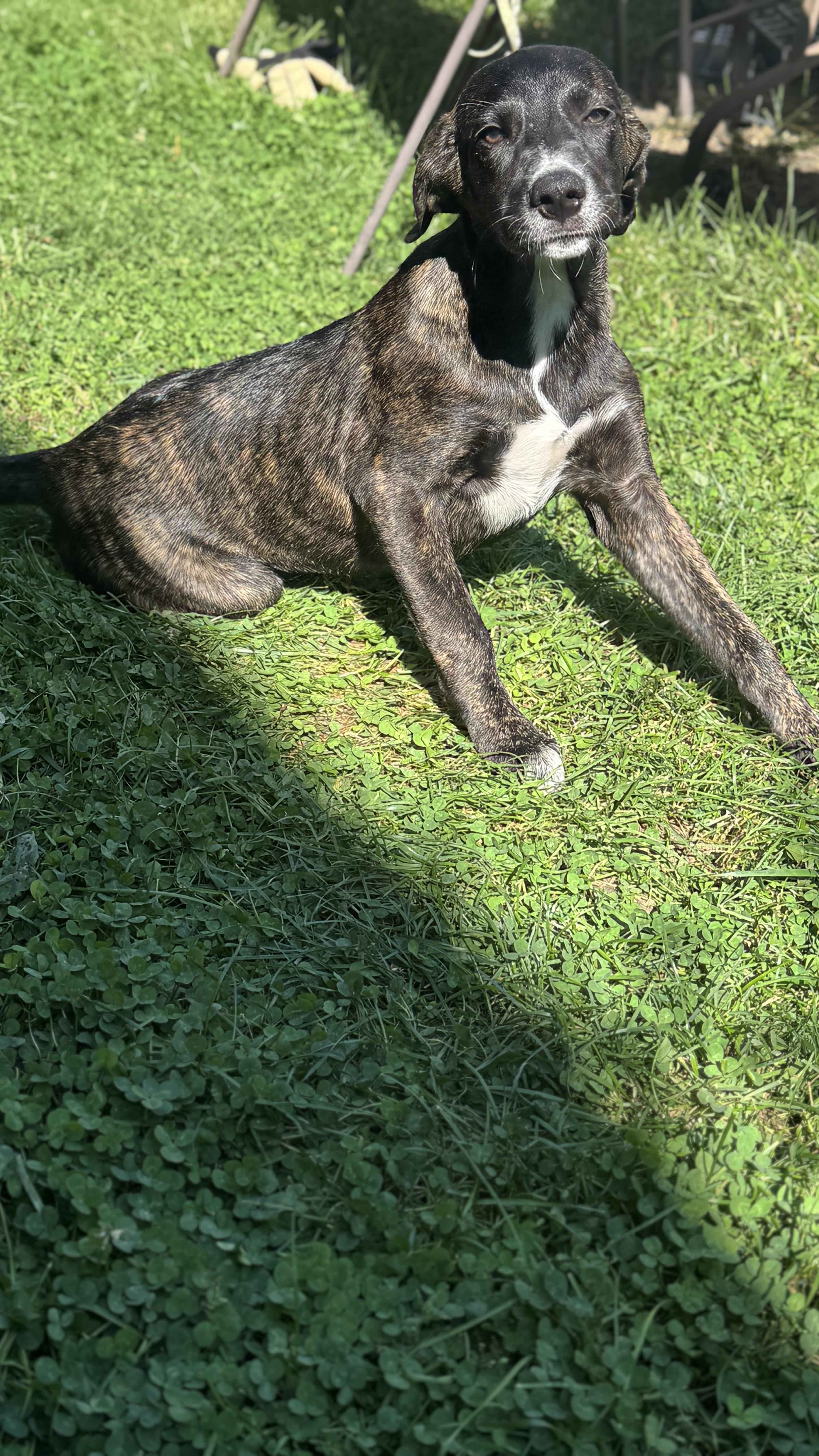 Enlarge Pecan, a Adoptable mixed breed in Lockport, IL image 5/5