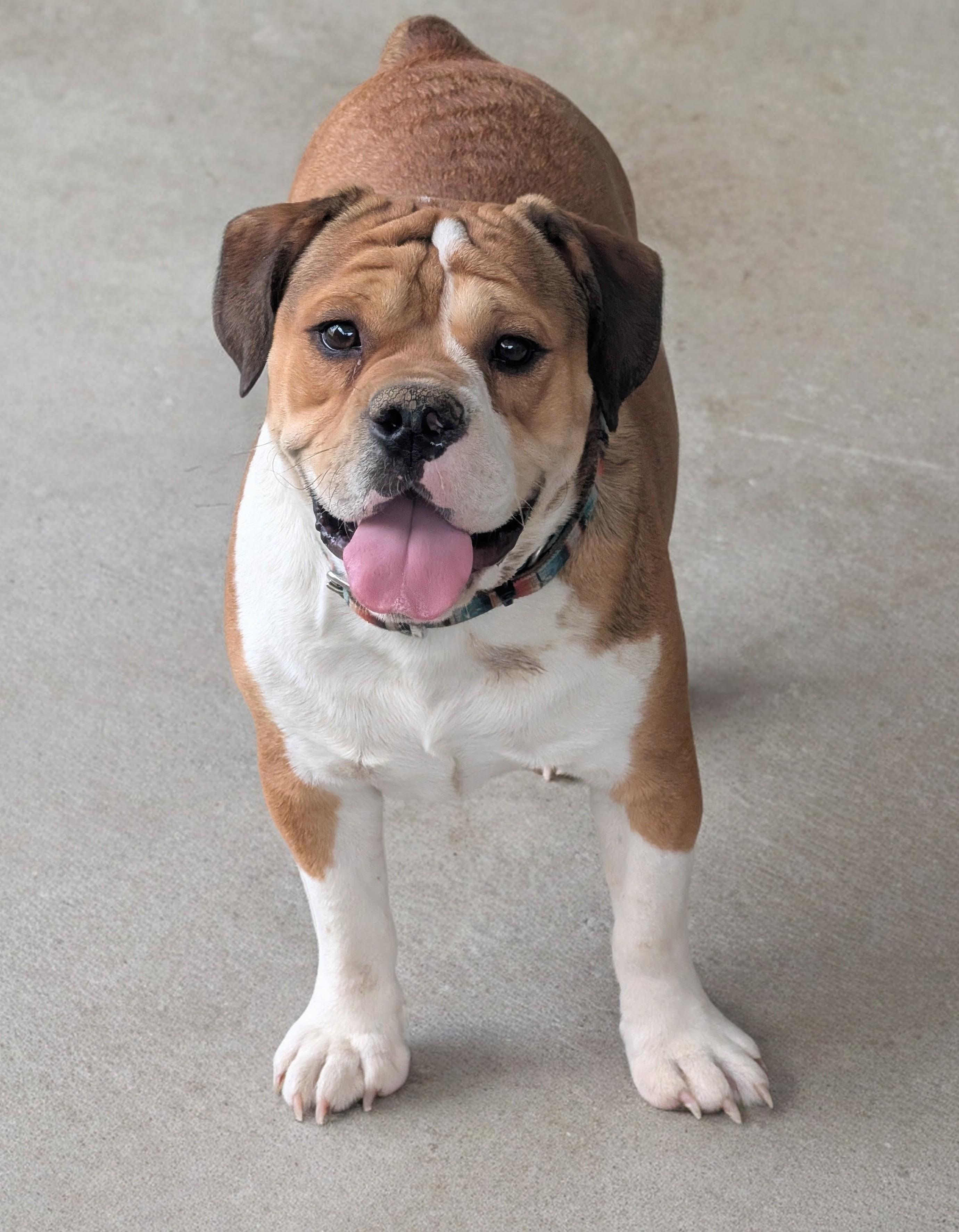 Porkchop, ADOPTABLE, Young Male English Bulldog & Beagle.