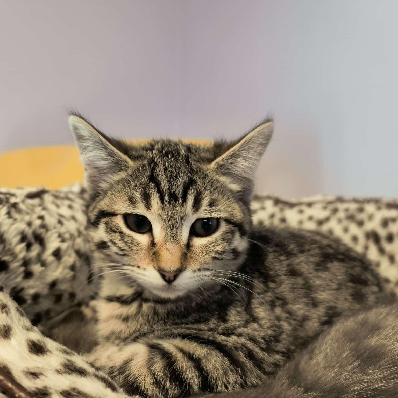 The All Star Kittens, a ADOPTABLE mixed breed in Weaverville, CA image 1/5