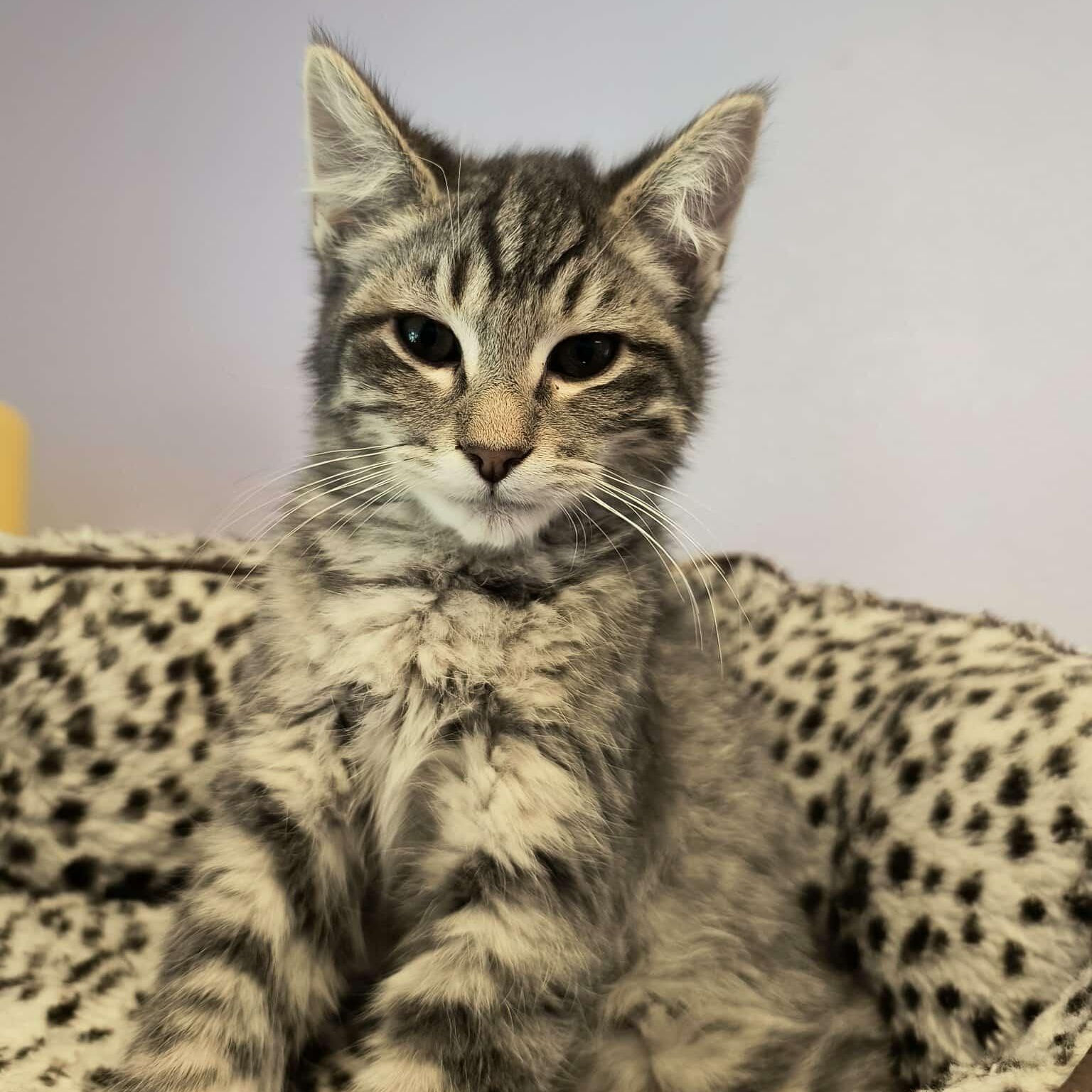 The All Star Kittens, a ADOPTABLE mixed breed in Weaverville, CA image 2/5