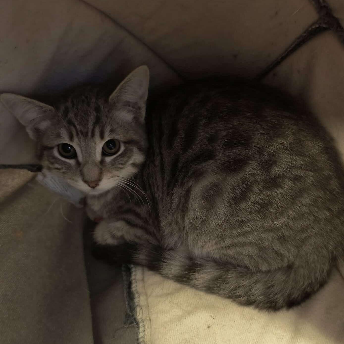 The All Star Kittens, a ADOPTABLE mixed breed in Weaverville, CA image 3/5