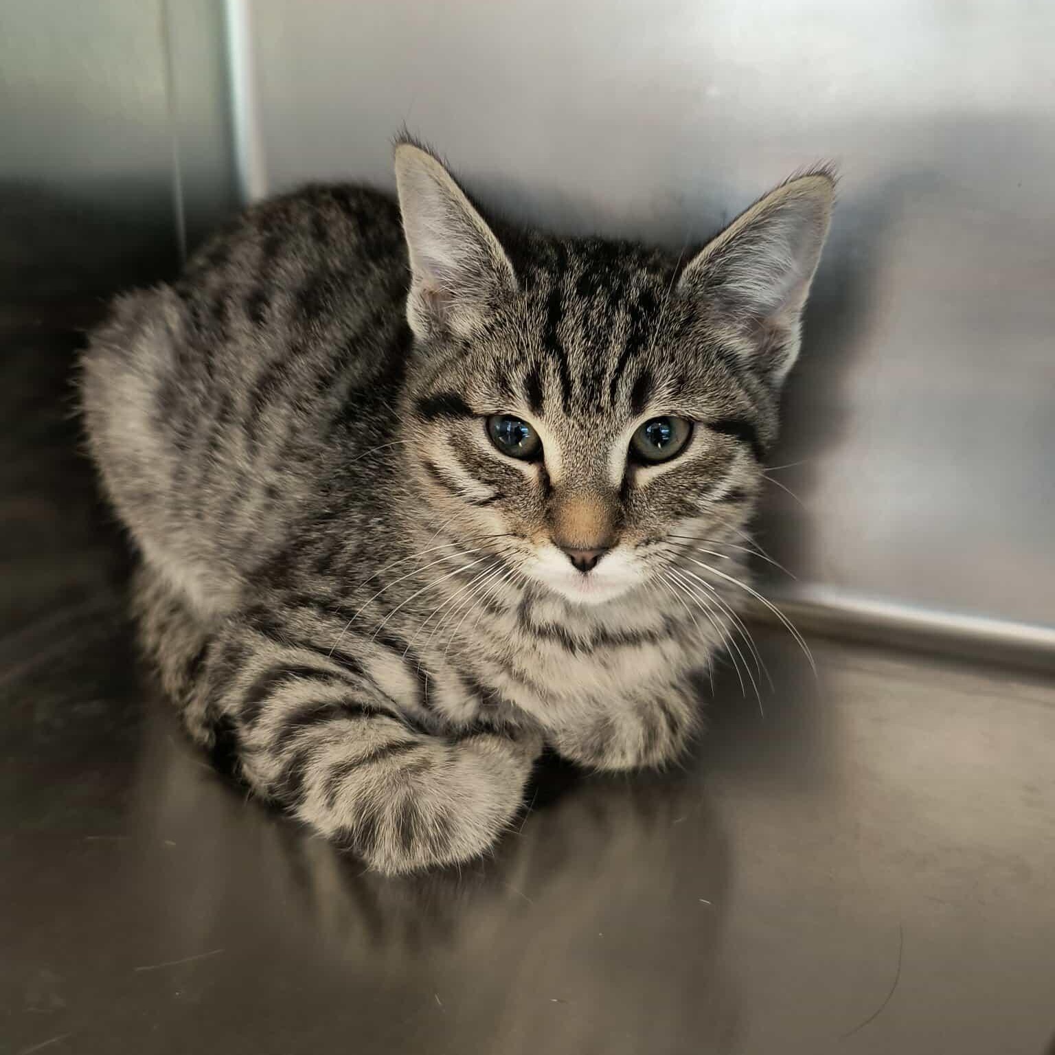 The All Star Kittens, a ADOPTABLE mixed breed in Weaverville, CA image 4/5