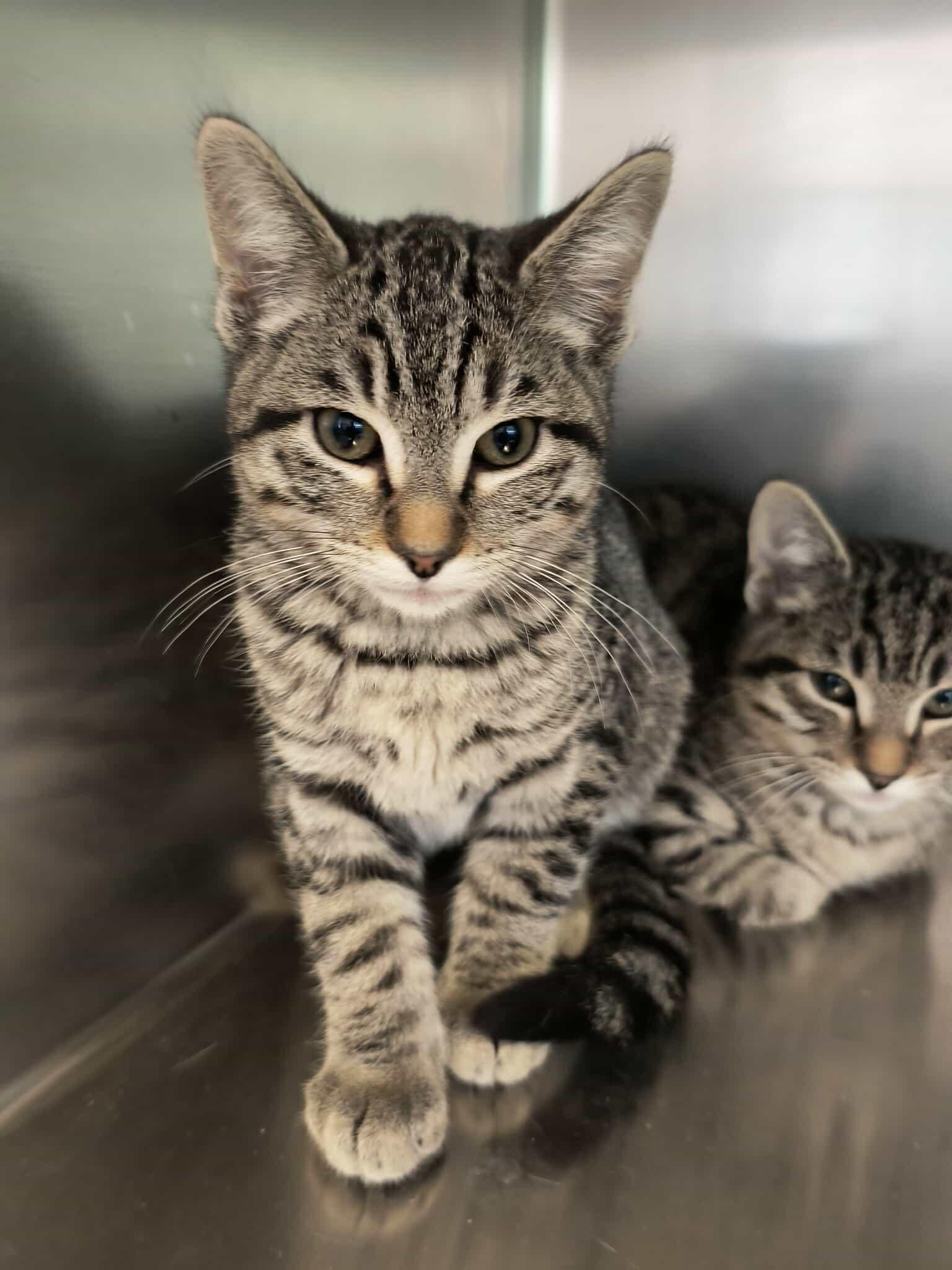 The All Star Kittens, a ADOPTABLE mixed breed in Weaverville, CA image 5/5
