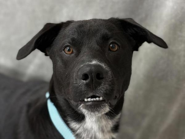 Corey, a Adoptable mixed breed in Portland, OR image 2/2