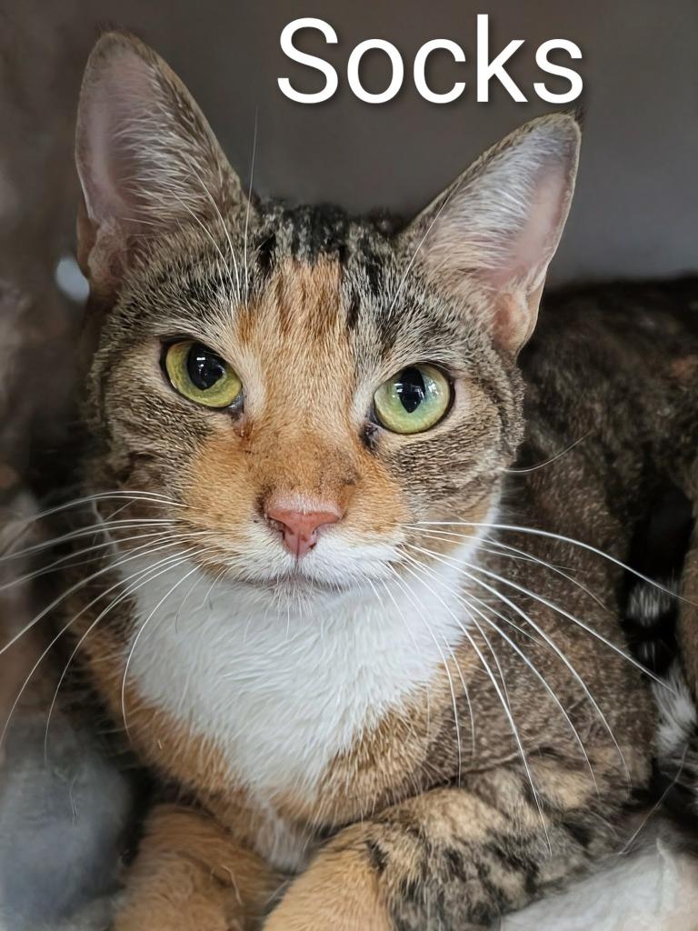 Socks, Adoptable, Adult Female Domestic Short Hair.